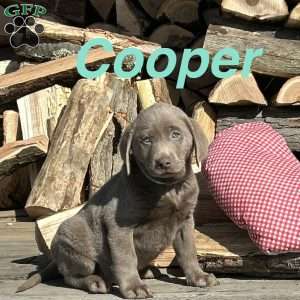 Cooper, Silver Labrador Retriever Puppy